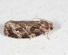 Phaecasiophora confixana