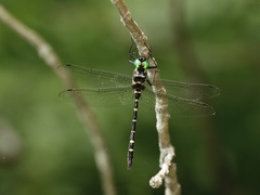 Macromia pacifica × taeniolata