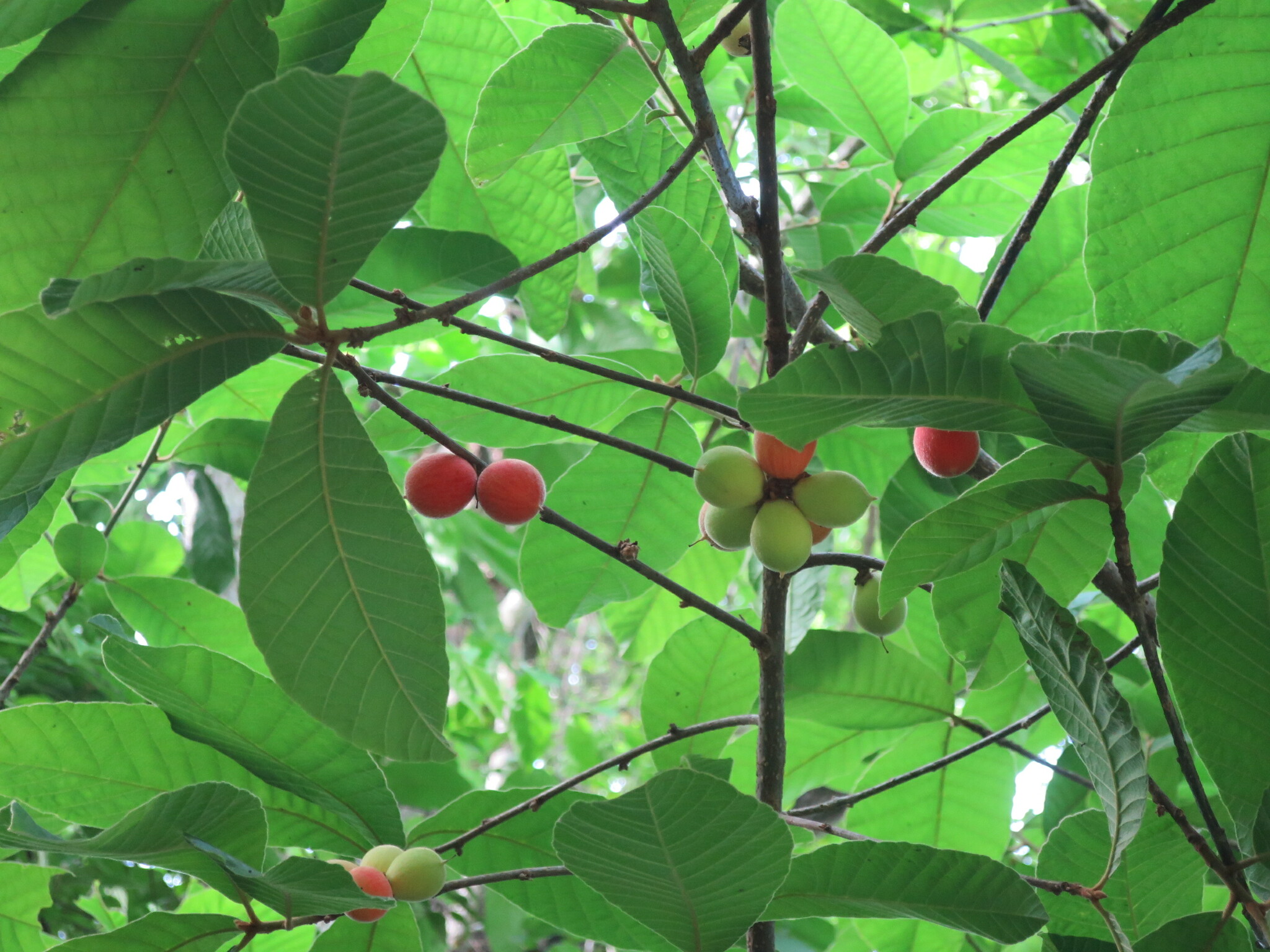Pouteria alnifolia