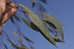 Eucalyptus pendens
