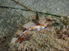 Chitonotus pugetensis