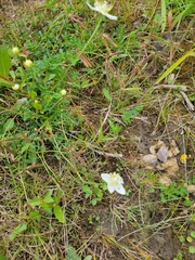 Parnassia palustris