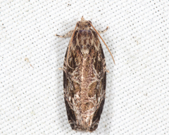 Phaecasiophora confixana