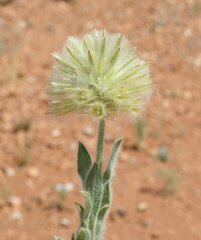 Ptilotus clementii