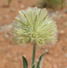 Ptilotus clementii
