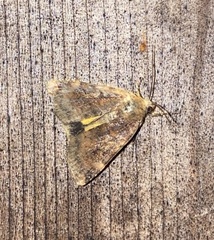 Cryptocala acadiensis