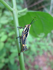 Zonocerus variegatus