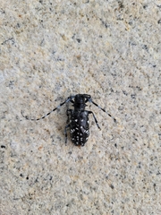 Anoplophora glabripennis