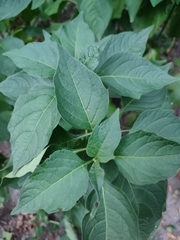 Alkekengi officinarum