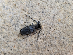 Anoplophora glabripennis