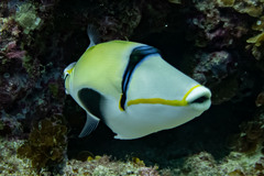 Halfmoon Triggerfish photo 4