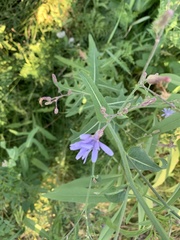 Lactuca pulchella