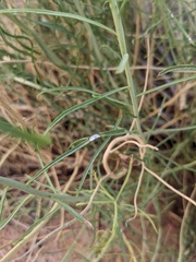 Asteromyia chrysothamni
