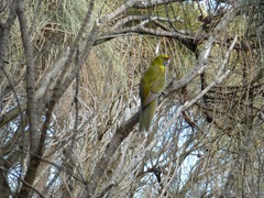 Platycercus caledonicus