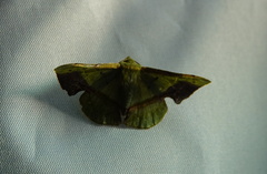Fascellina