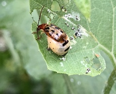 Isotes mexicana
