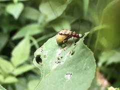 Isotes mexicana