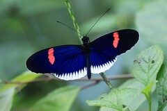 Heliconius erato cyrbia