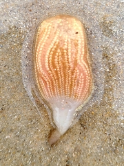 Sycozoa