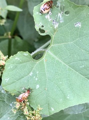 Isotes mexicana