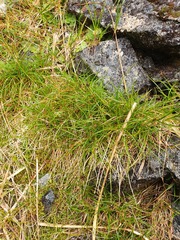 Carex drucei