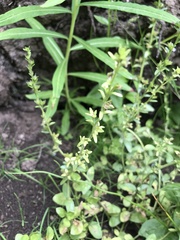 Platanthera sparsiflora