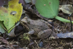 Leptodactylus leptodactyloides