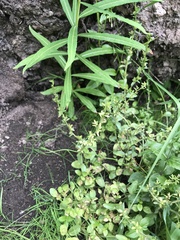 Platanthera sparsiflora