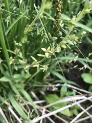 Platanthera sparsiflora