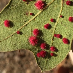 Atrusca trimaculosa