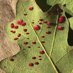 Atrusca trimaculosa