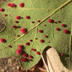Atrusca trimaculosa
