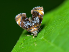 Prochoreutis inflatella