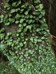 Lemmaphyllum microphyllum
