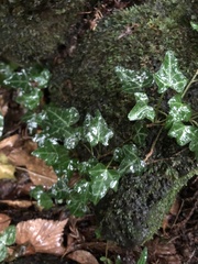 Hedera rhombea