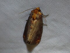 Achatodes