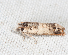 Eucosma ornatula