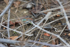 Medopheos edracanthus