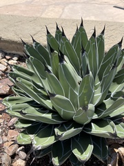 Agave nickelsiae