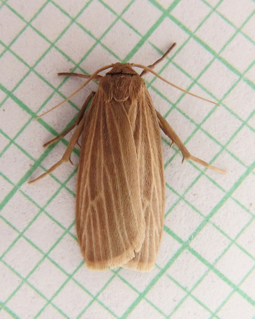 Pale Lichen Moth