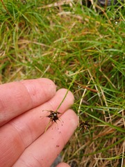 Carex drucei