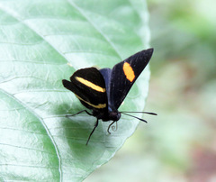 Isapis agyrtus