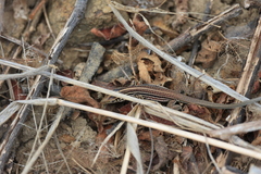 Medopheos edracanthus