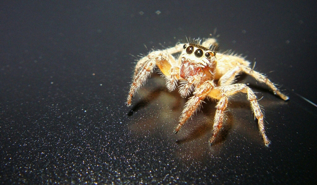 Mediterranean white-banded spider