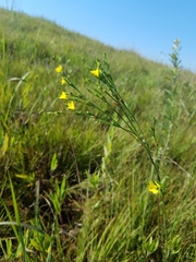 Linum sulcatum