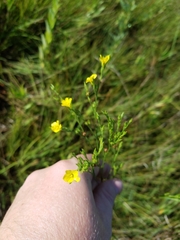 Linum sulcatum