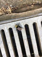 Bombus