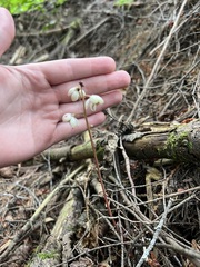 Pyrola aphylla