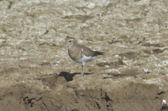 Charadrius modestus