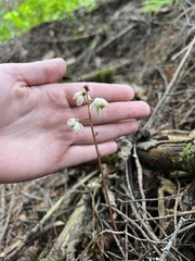 Pyrola aphylla